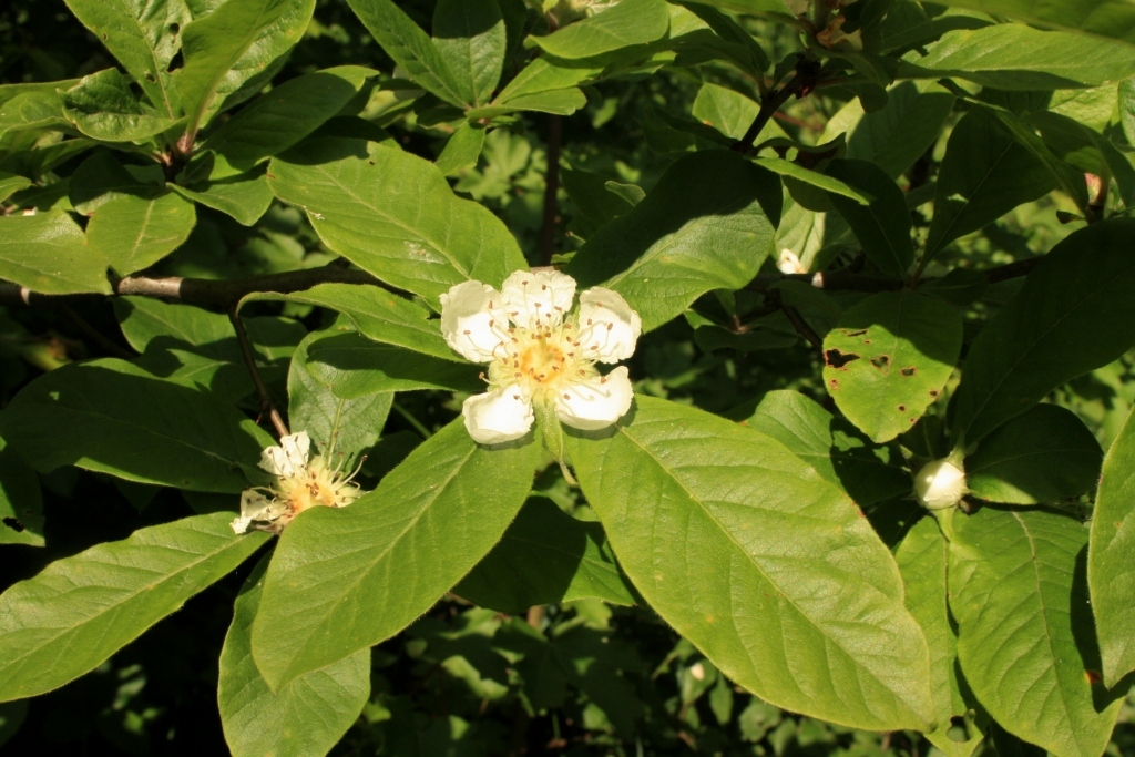 Изображение особи Mespilus germanica.