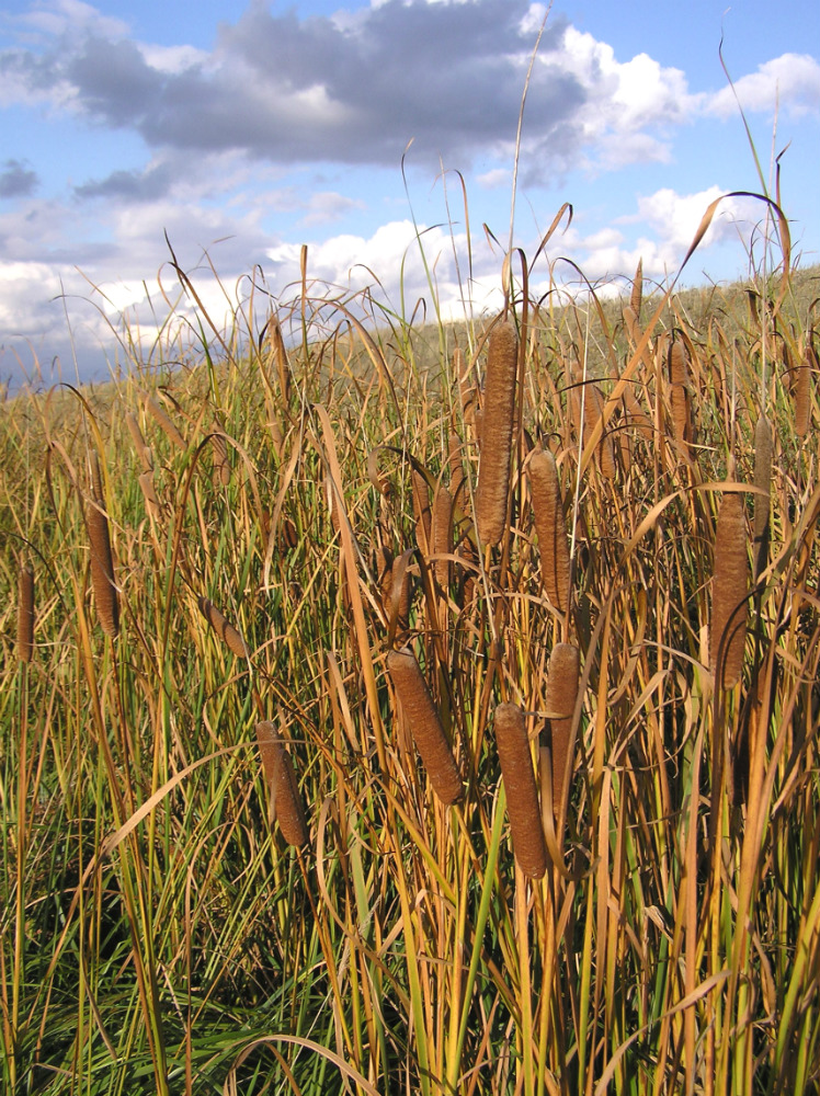 Изображение особи род Typha.