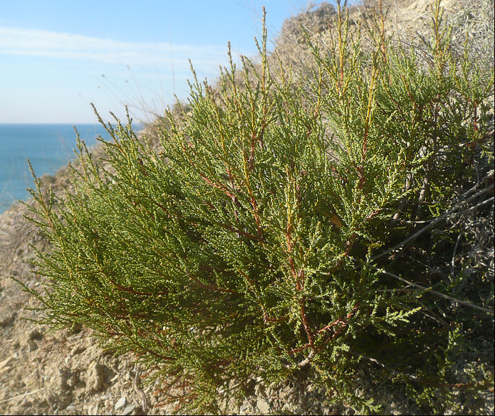 Image of Juniperus foetidissima specimen.