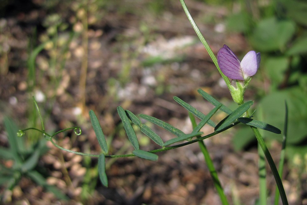 Image of Vicia peregrina specimen.