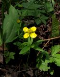 Ranunculus monophyllus. Цветущее растение с четырехчленными цветами. Кемеровская обл., Междуреченский р-н, окр. пос. Камешек. 3 мая 2012 г.