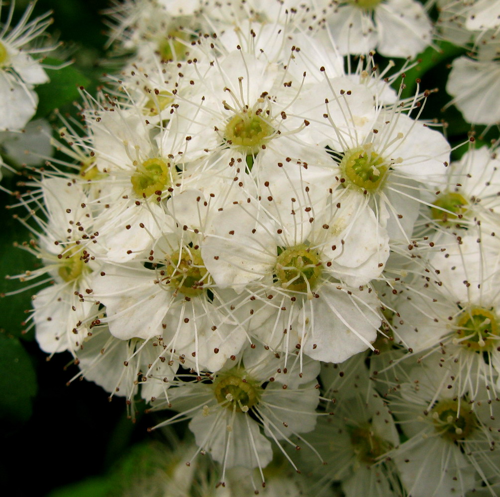 Изображение особи Spiraea chamaedryfolia.