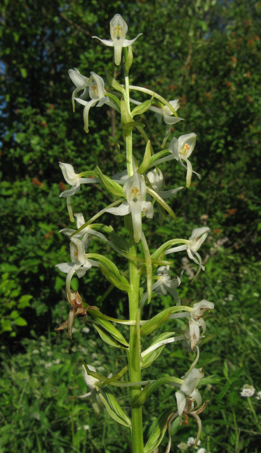 Image of Platanthera bifolia specimen.