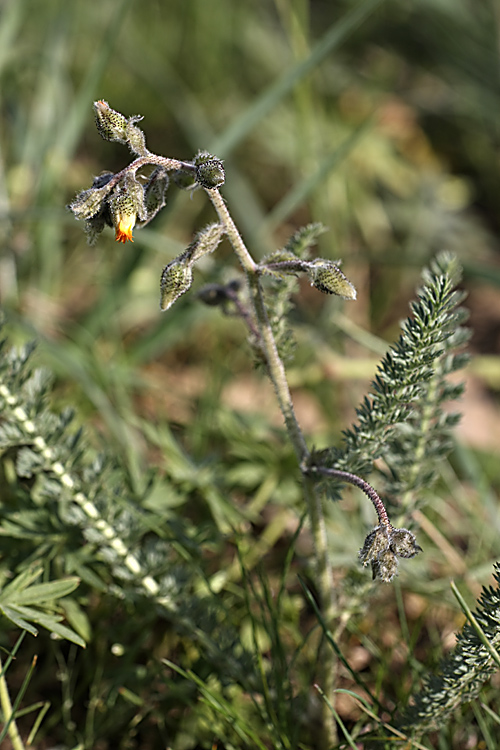 Image of Biebersteinia multifida specimen.