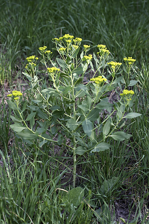 Image of Haplophyllum latifolium specimen.