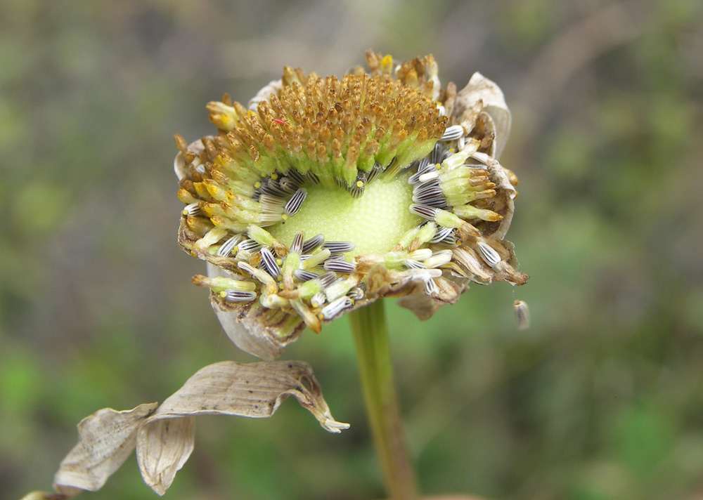 Image of Leucanthemum vulgare specimen.