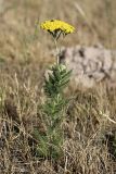 Achillea arabica. Цветущее растение. Южный Казахстан, нижний Боролдай, 2 км выше пос. Коктюбе. 31.05.2012.