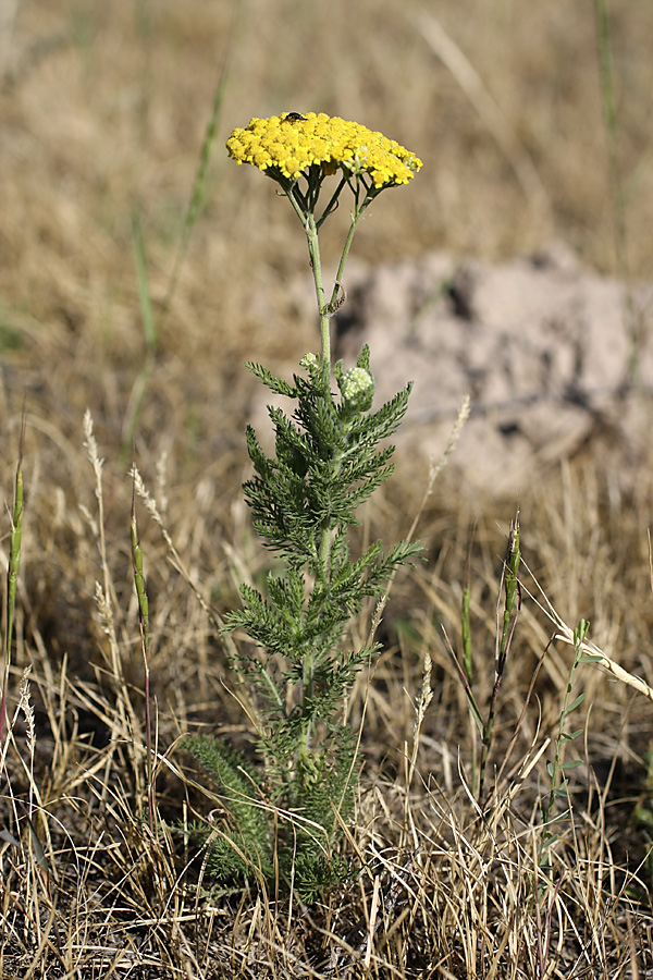 Изображение особи Achillea arabica.