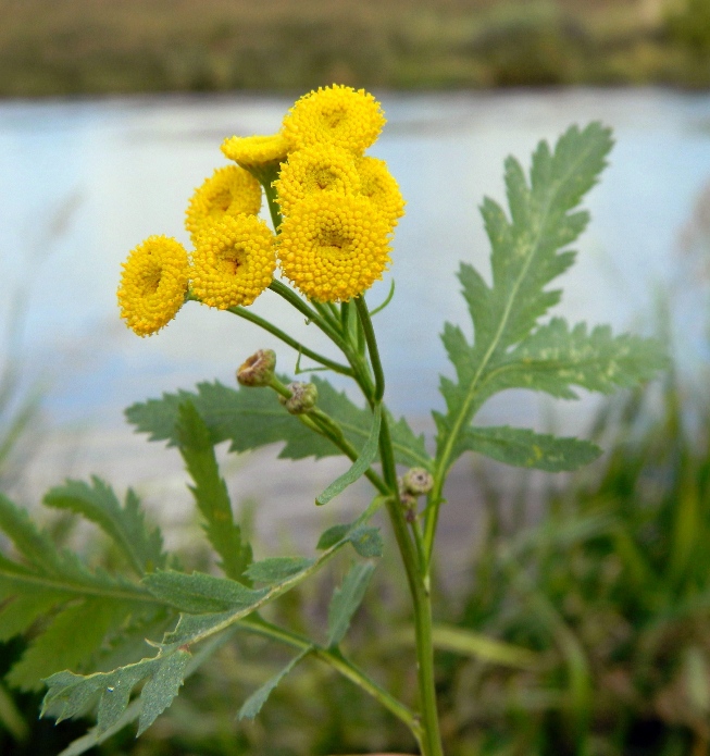 Image of Tanacetum vulgare specimen.