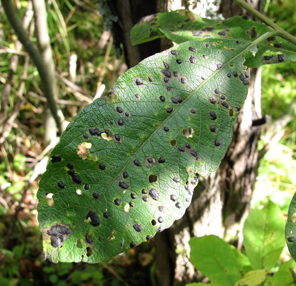 Image of Salix myrsinifolia specimen.