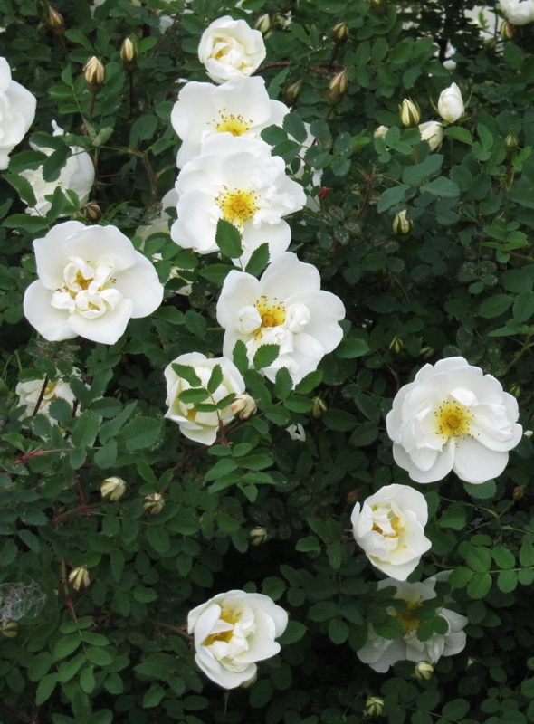 Image of Rosa spinosissima specimen.