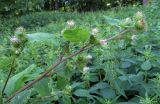 Arctium minus