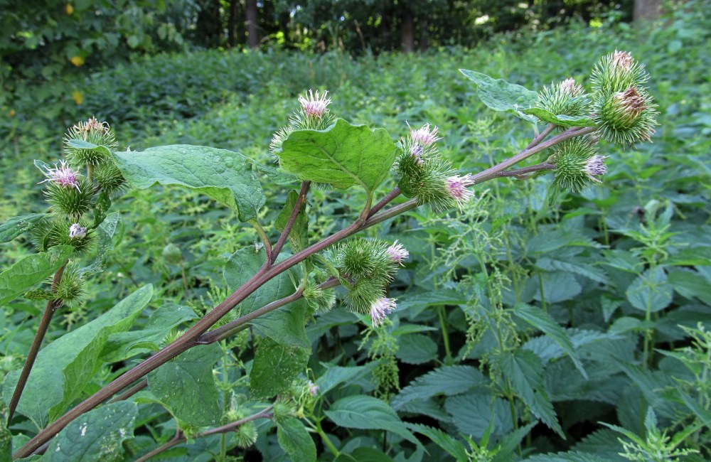 Изображение особи Arctium minus.