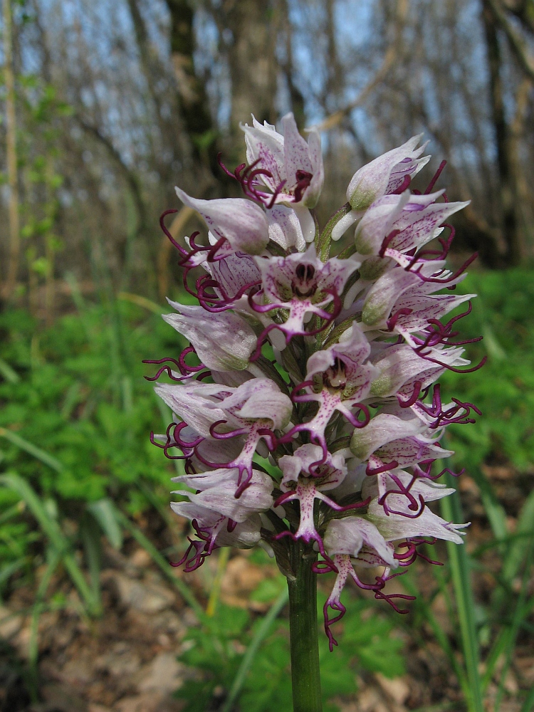 Image of Orchis simia specimen.