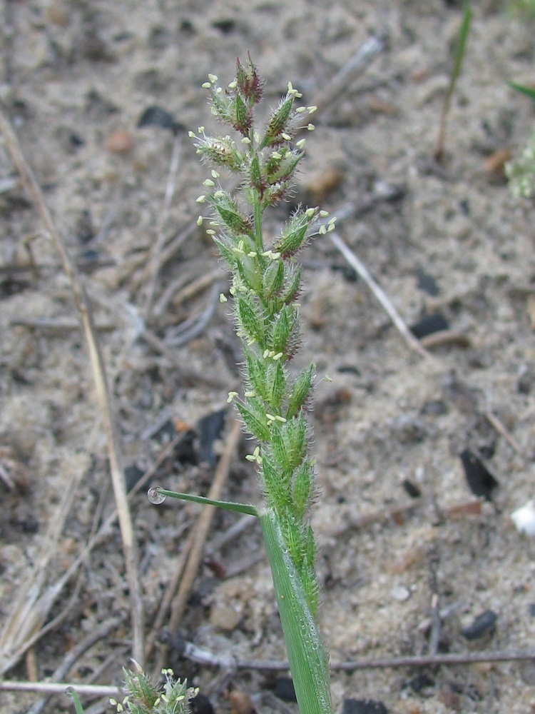 Image of Tragus racemosus specimen.