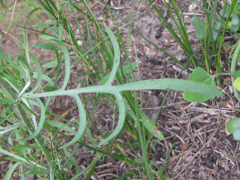 Изображение особи Centaurea borysthenica.