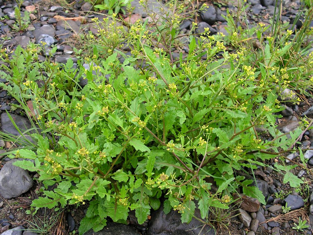 Image of Rorippa palustris specimen.