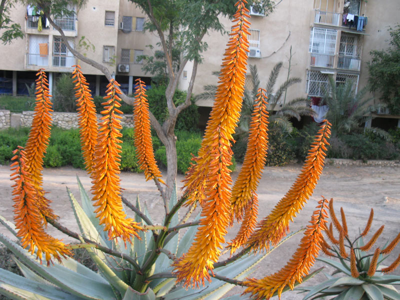 Image of genus Aloe specimen.