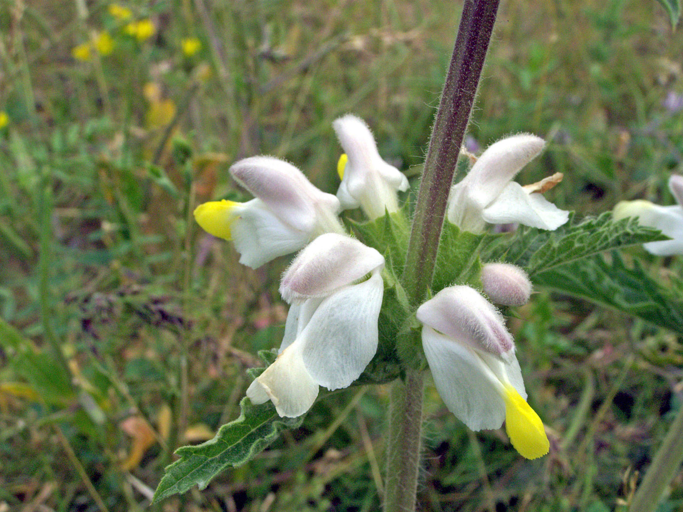 Изображение особи Phlomoides labiosa.