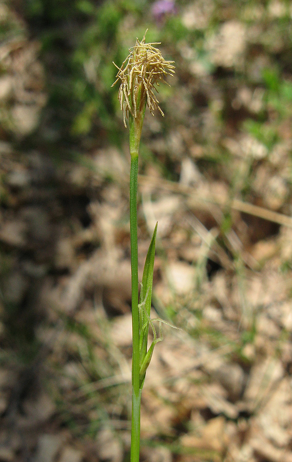 Изображение особи Carex michelii.