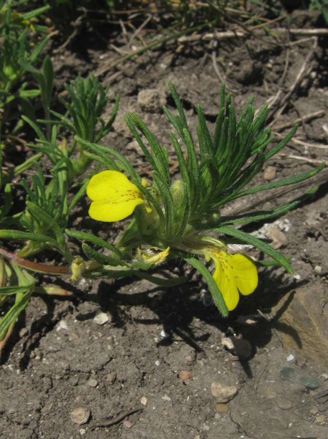 Image of Ajuga chia specimen.