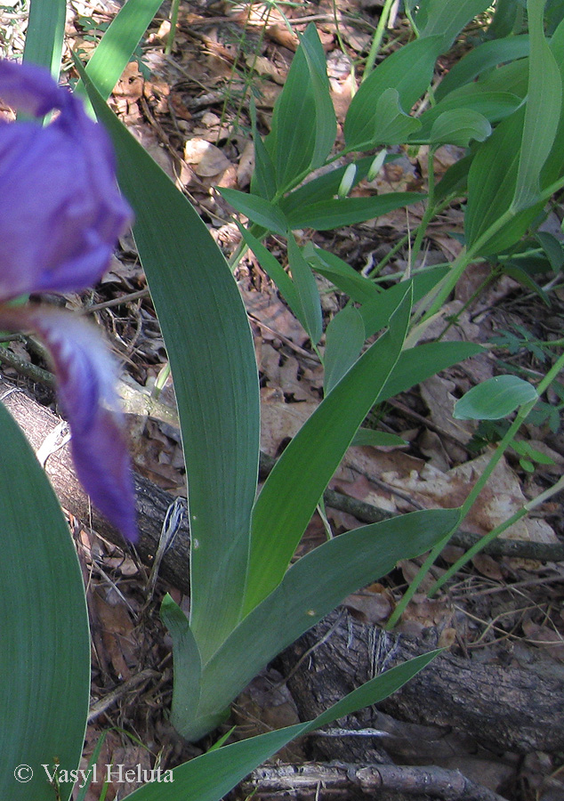 Image of Iris hungarica specimen.