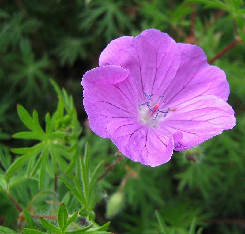 Изображение особи Geranium sanguineum.