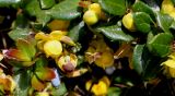 Berberis candidula. Часть цветущей веточки с прошлогодним плодом. Германия, г. Krefeld, у стены. 09.05.2013.