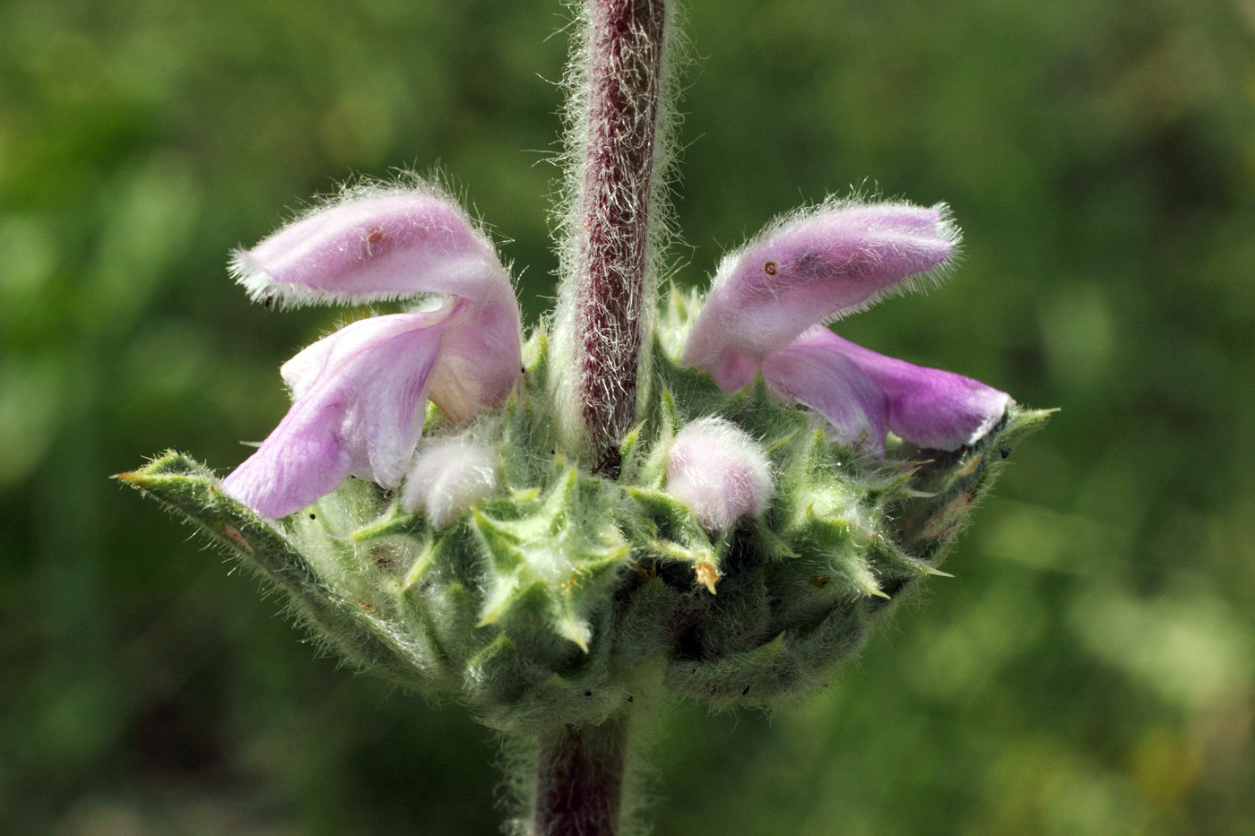 Image of Phlomoides ostrowskiana specimen.