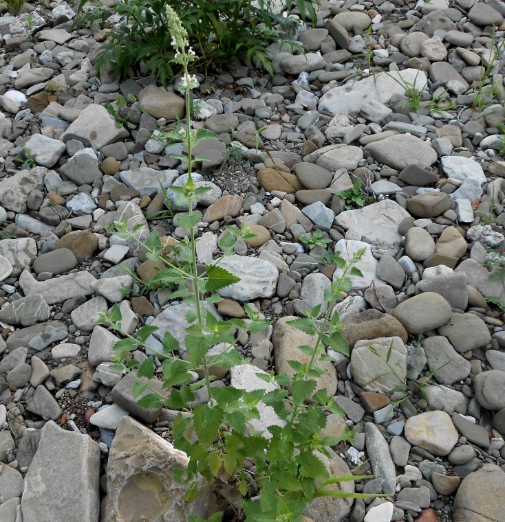 Изображение особи Nepeta cataria.