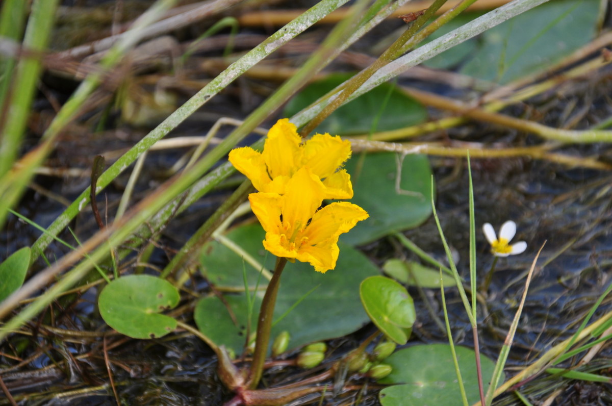 Image of Nymphoides peltata specimen.