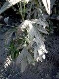 Artemisia leucophylla