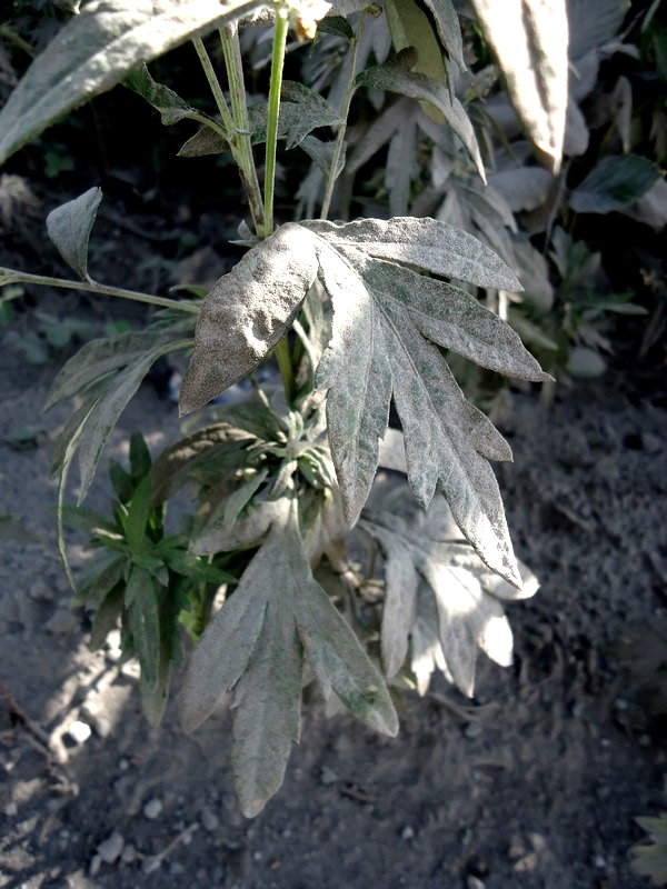 Image of Artemisia leucophylla specimen.