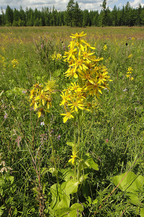 Image of Ligularia sibirica specimen.