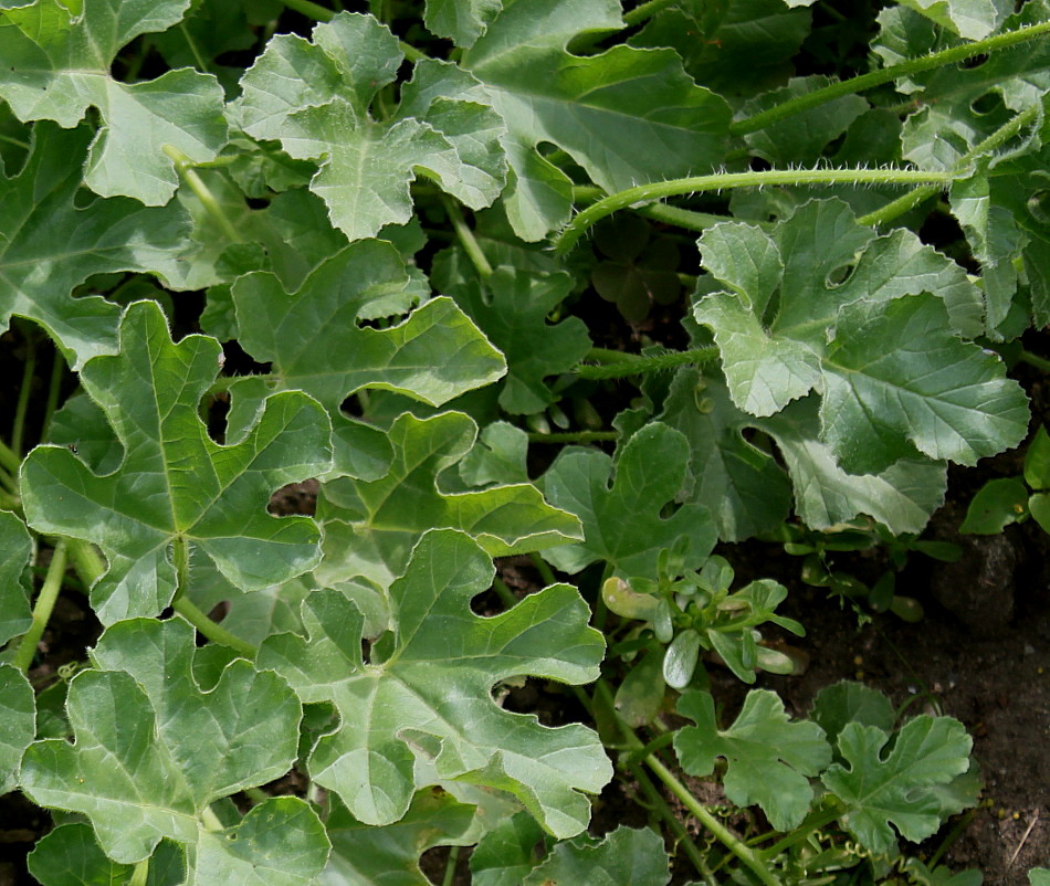 Image of Cucumis myriocarpus specimen.