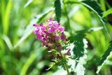 Pedicularis macrochila