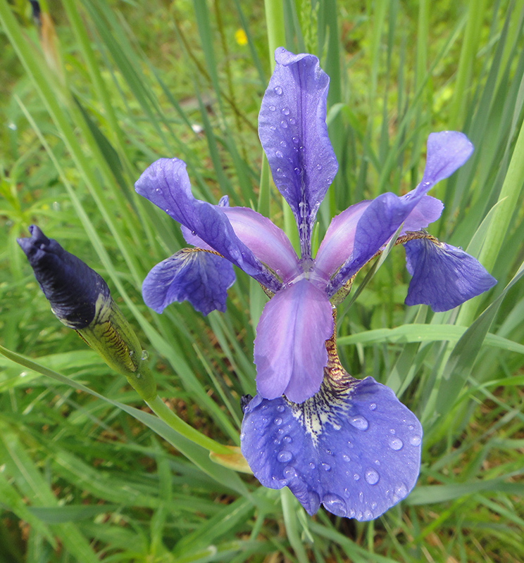 Изображение особи Iris sanguinea.