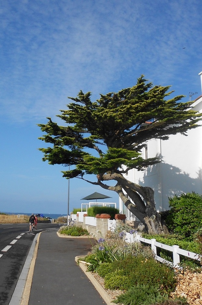 Image of Cupressus macrocarpa specimen.