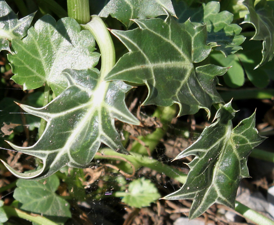 Image of Eryngium variifolium specimen.