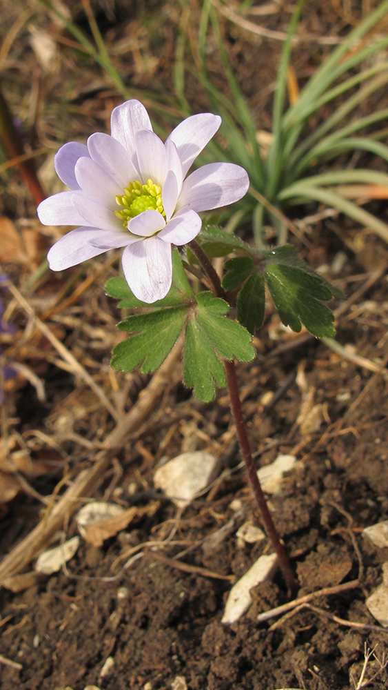 Image of Anemone banketovii specimen.