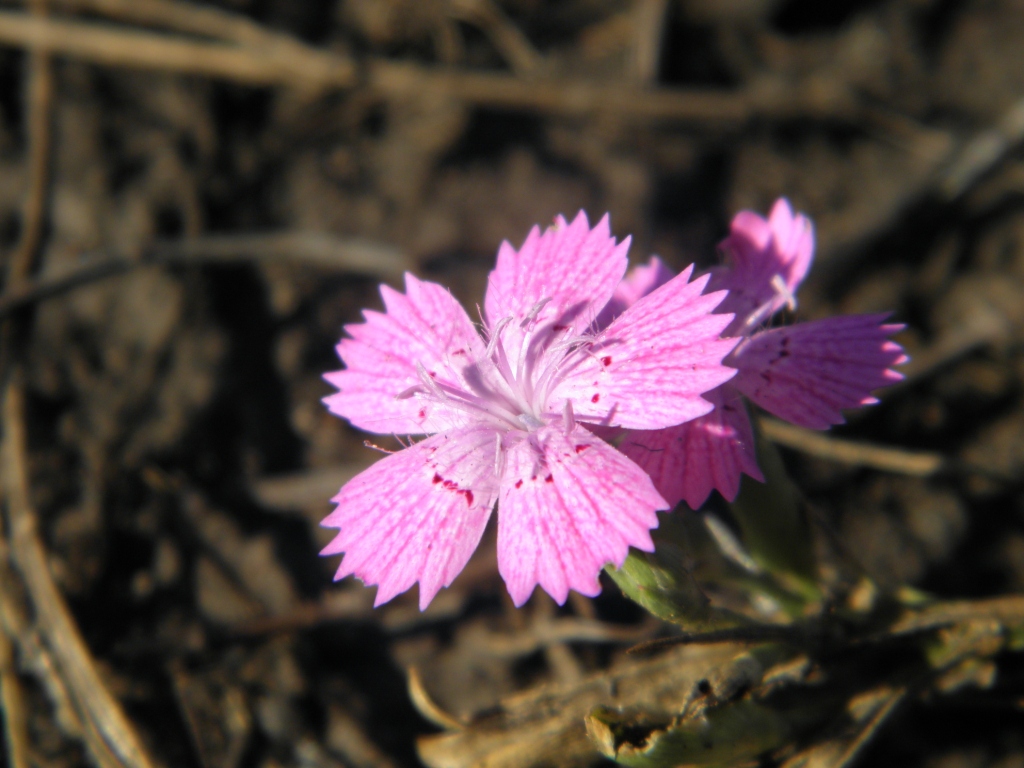 Image of Dianthus guttatus specimen.