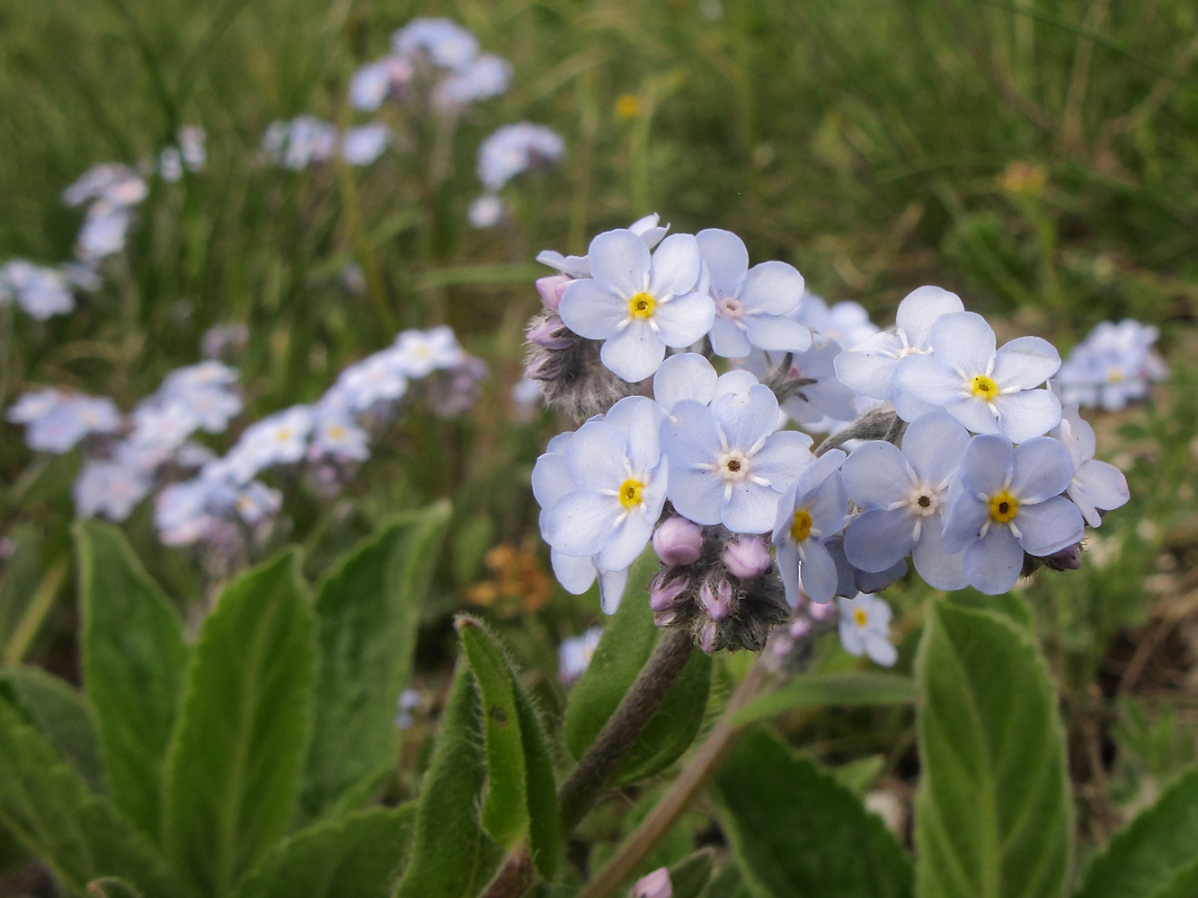 Изображение особи Myosotis lithospermifolia.