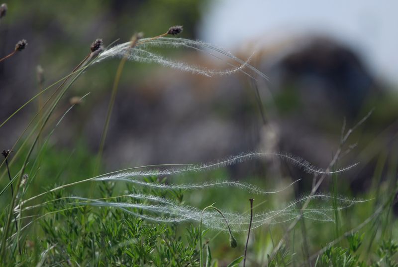 Image of genus Stipa specimen.