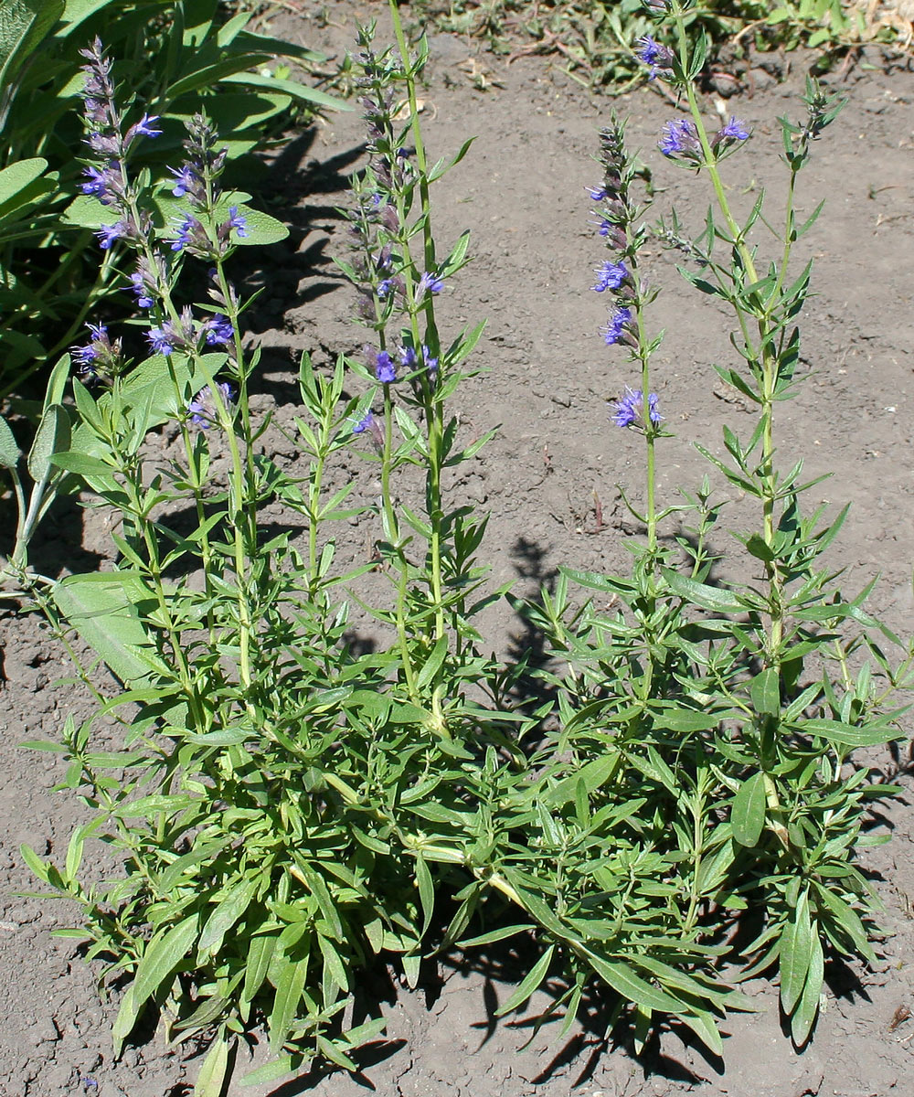 Image of Hyssopus officinalis specimen.