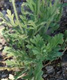 Papaver stevenianum