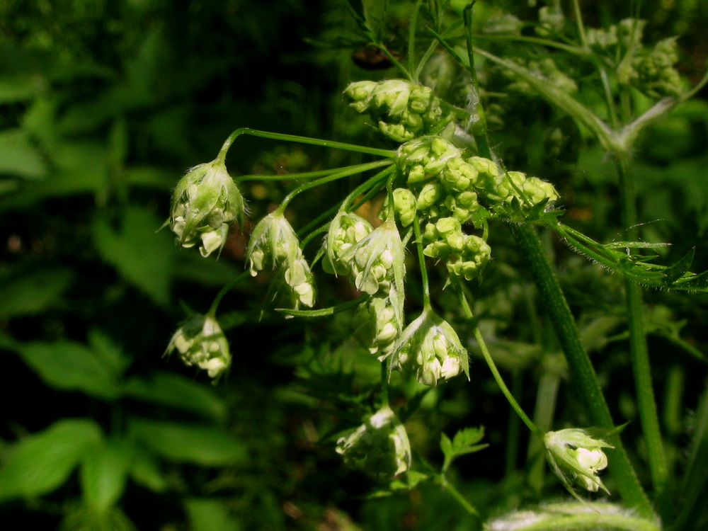 Изображение особи Anthriscus sylvestris.