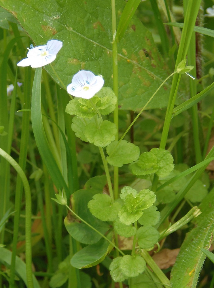 Изображение особи Veronica filiformis.