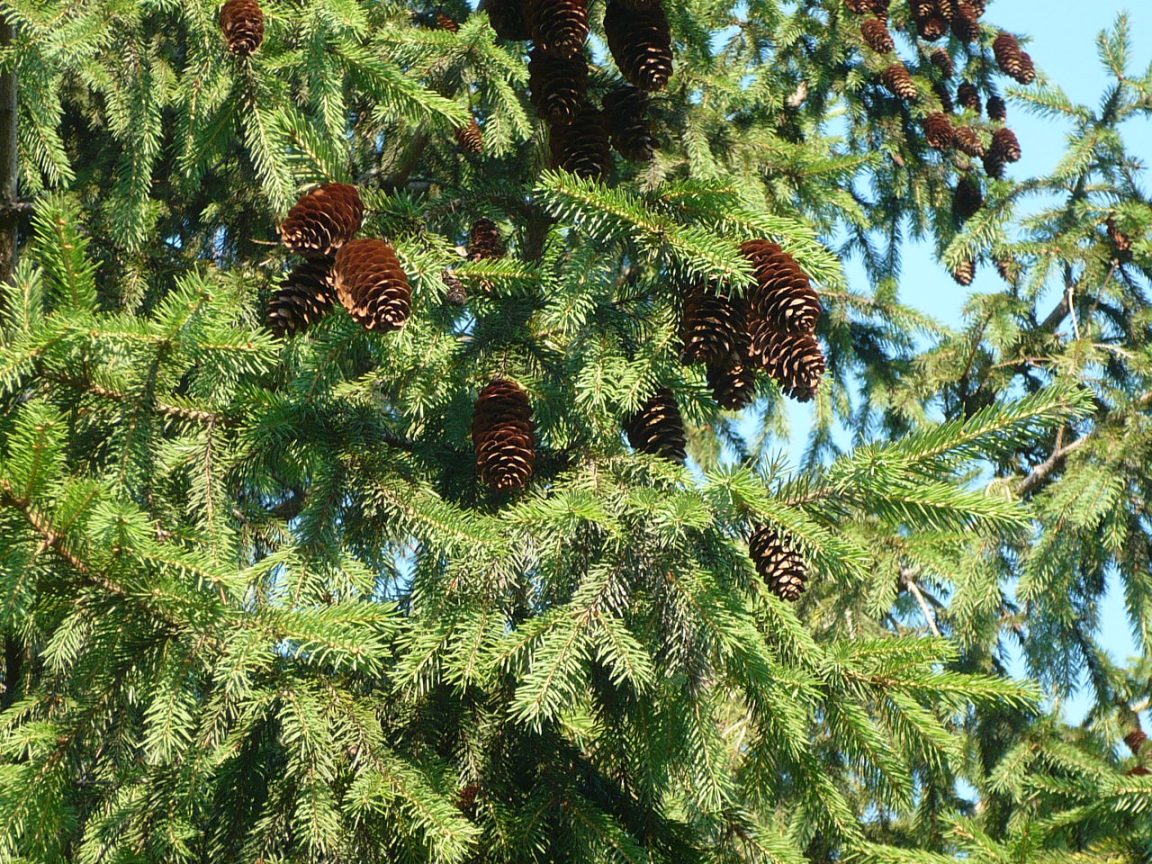 Изображение особи Picea obovata.