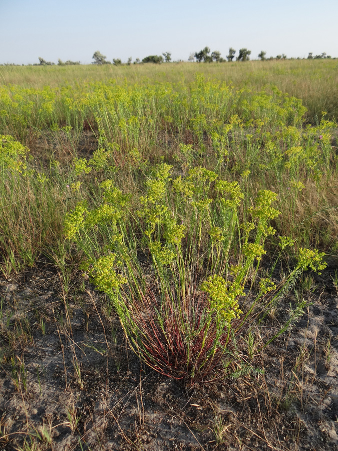 Image of Euphorbia seguieriana specimen.