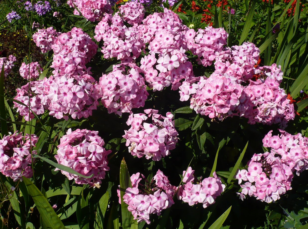 Image of Phlox paniculata specimen.